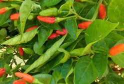 16864563_10158208300840545_4983234058162874344_n