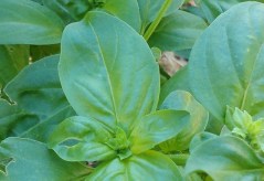 20901477_10159125592055545_7074826231797326784_o