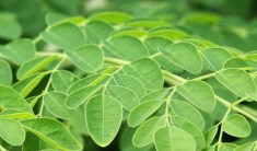 moringa-oleifera